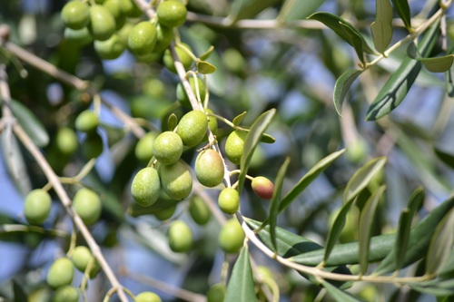 Olives on branch Stock Photo 01