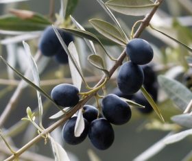 Olives on branch Stock Photo 02