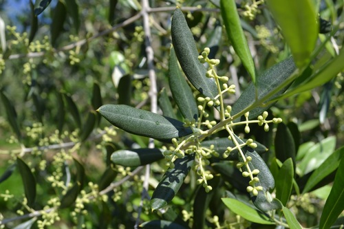 Olives on branch Stock Photo 05