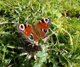 Peacock butterfly in the grass Stock Photo 01