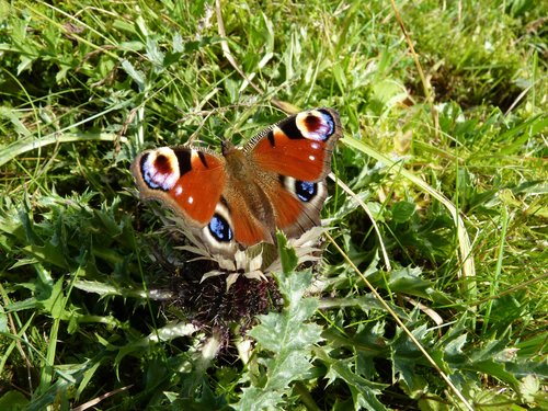 Peacock butterfly in the grass Stock Photo 01