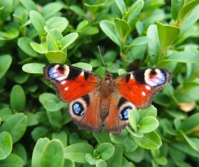 Peacock butterfly in the grass Stock Photo 02