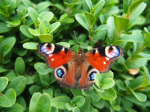 Peacock butterfly in the grass Stock Photo 02