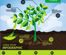 Peas infographic template vector material