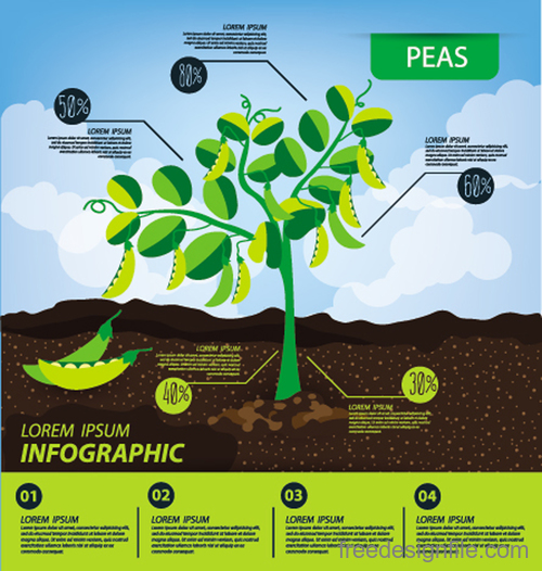 Peas infographic template vector material