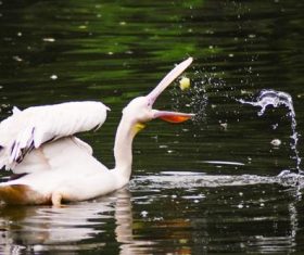 Pelican in the lake Stock Photo 01
