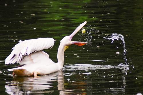 Pelican in the lake Stock Photo 01