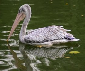 Pelican in the lake Stock Photo 02