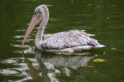 Pelican in the lake Stock Photo 02