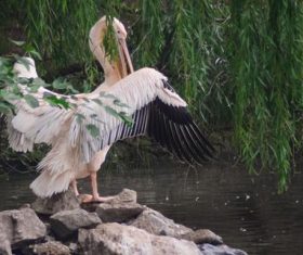 Pelican in the lake Stock Photo 03