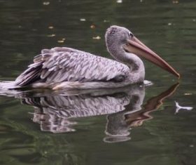 Pelican in the lake Stock Photo 04