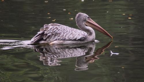 Pelican in the lake Stock Photo 04