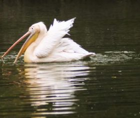 Pelican in the lake Stock Photo 05
