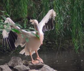 Pelican in the lake Stock Photo 06