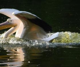 Pelican in the lake Stock Photo 07