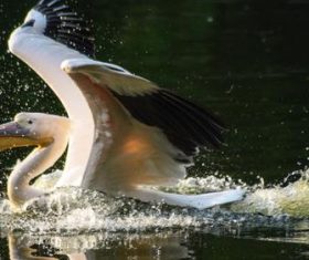 Pelican in the lake Stock Photo 08