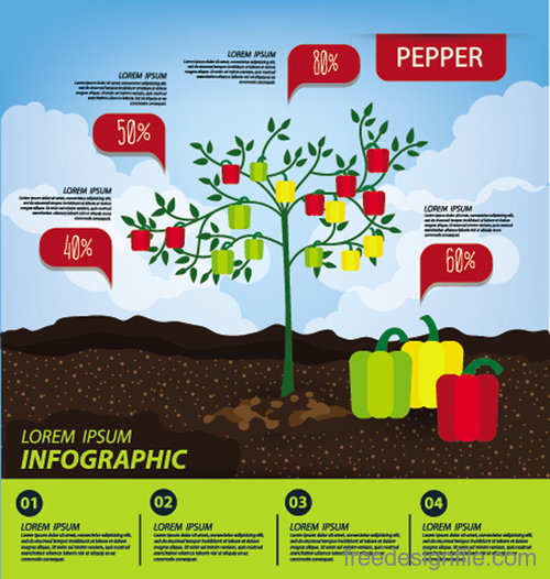 Pepper infographic template vector material