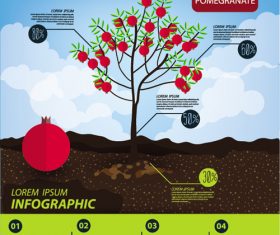 Pomegranate infographic template vector material