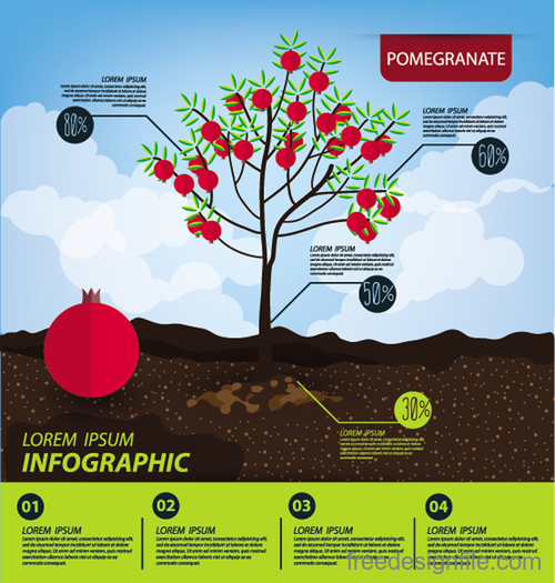 Pomegranate infographic template vector material