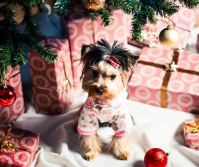 Puppy and gift box under the Christmas tree Stock Photo