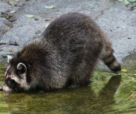 Raccoon drinking water Stock Photo 01