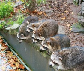 Raccoon drinking water Stock Photo 02