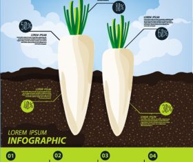 Radish infographic template vector material