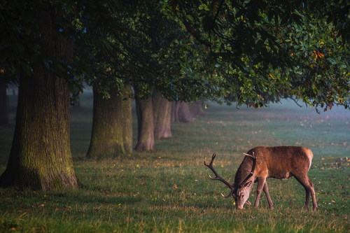 Reindeer grazing outdoors Stock Photo