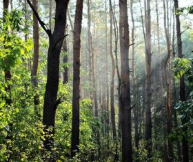 Secluded woods Stock Photo 01