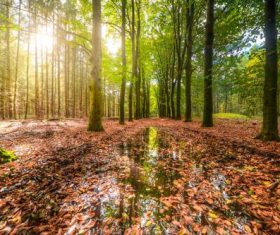 Secluded woods Stock Photo 03