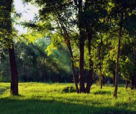 Secluded woods Stock Photo 04