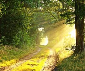 Secluded woods Stock Photo 05