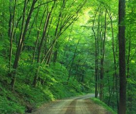 Secluded woods Stock Photo 06