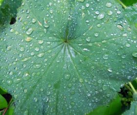 Small drops of water on green leaf Stock Photo 01