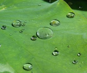 Small drops of water on green leaf Stock Photo 02