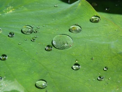 Small drops of water on green leaf Stock Photo 02