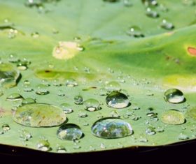 Small drops of water on green leaf Stock Photo 03