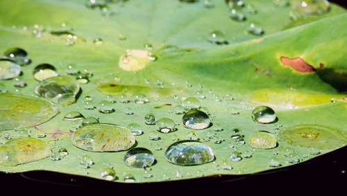 Small drops of water on green leaf Stock Photo 03