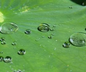 Small drops of water on green leaf Stock Photo 04