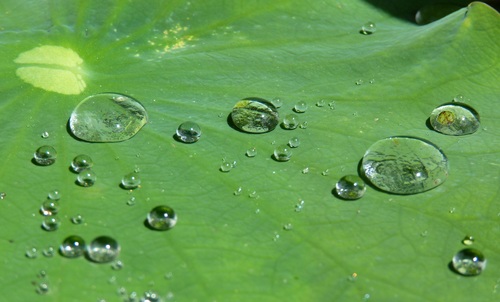 Small drops of water on green leaf Stock Photo 04