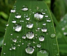 Small drops of water on green leaf Stock Photo 05