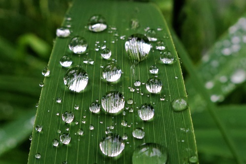 Small drops of water on green leaf Stock Photo 05