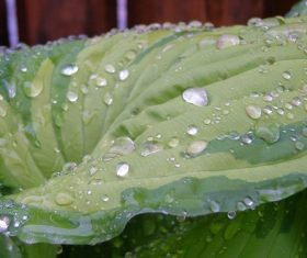 Small drops of water on green leaf Stock Photo 06