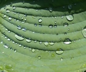 Small drops of water on green leaf Stock Photo 07