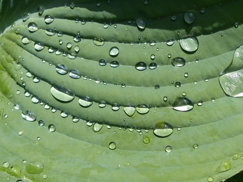 Small drops of water on green leaf Stock Photo 07