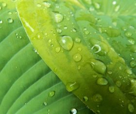 Small drops of water on green leaf Stock Photo 08