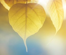 Small fresh background Stock Photo 02