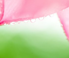 Small fresh background Stock Photo 10