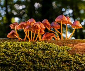 Small mushroom growing on the forest tree Stock Photo