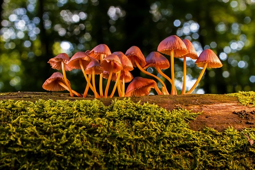 Small mushroom growing on the forest tree Stock Photo